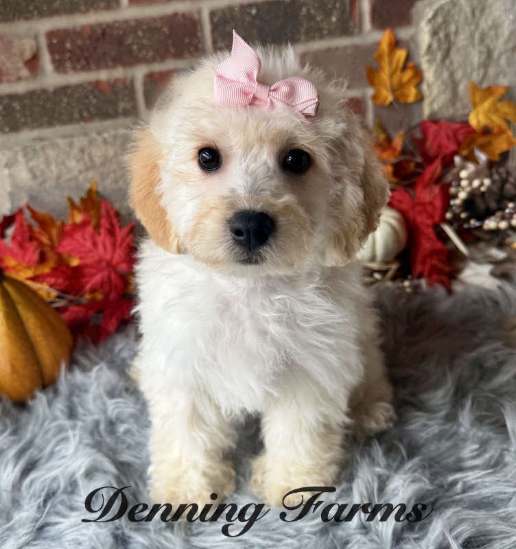 Dolly