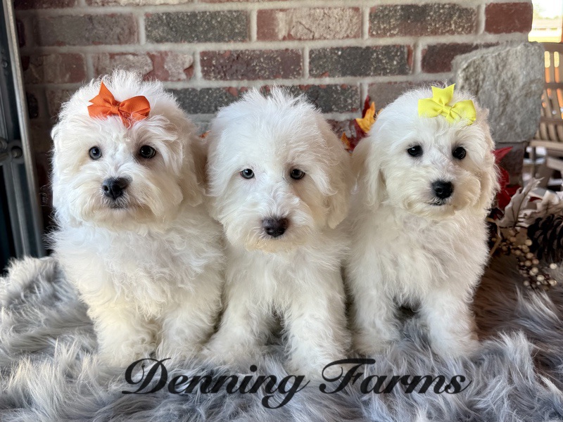 Fairytale Litter