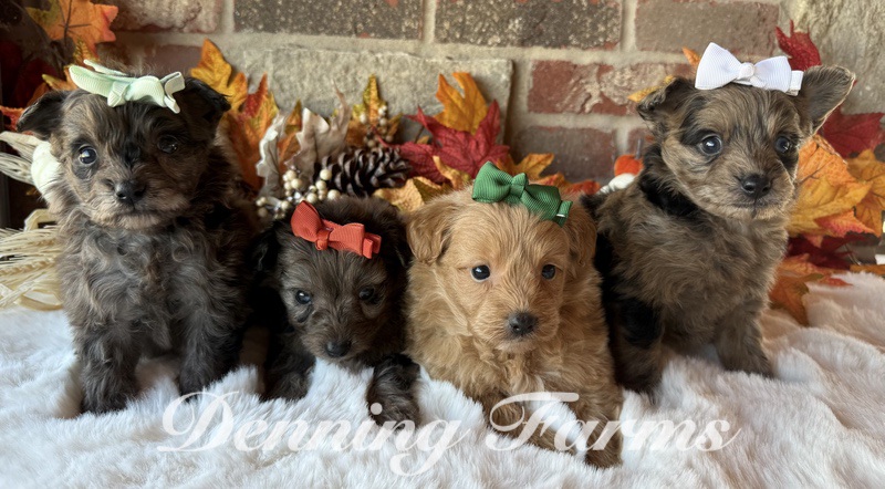 Heartland Litter