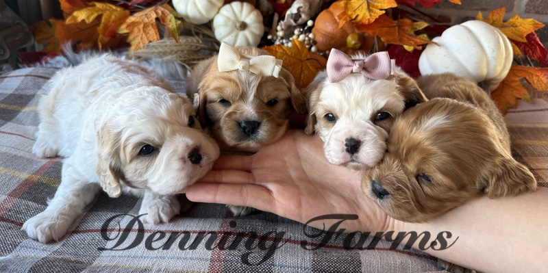 The Gingersnaps Litter