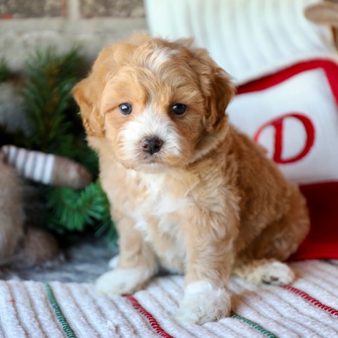 Cockapoo