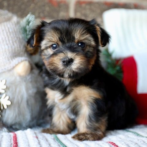 Yorkiepoo