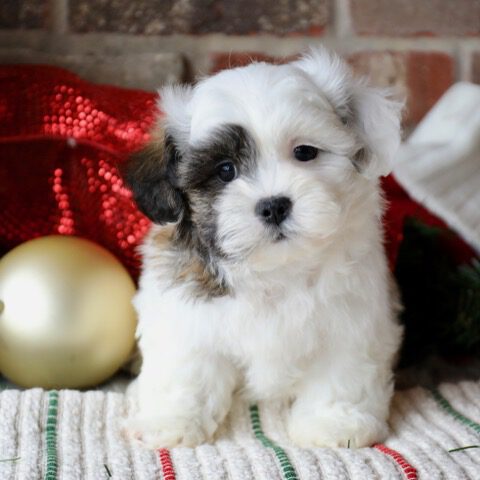 Teddybear