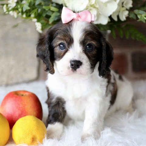 Cavachon