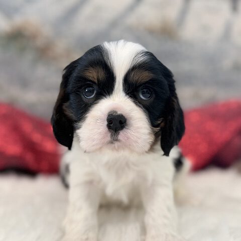 Cavalier