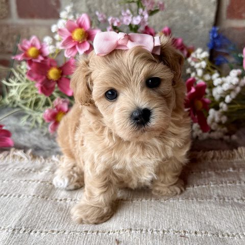 Maltipoo