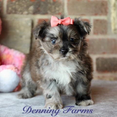Pomapoo